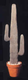 mexican cactus 48